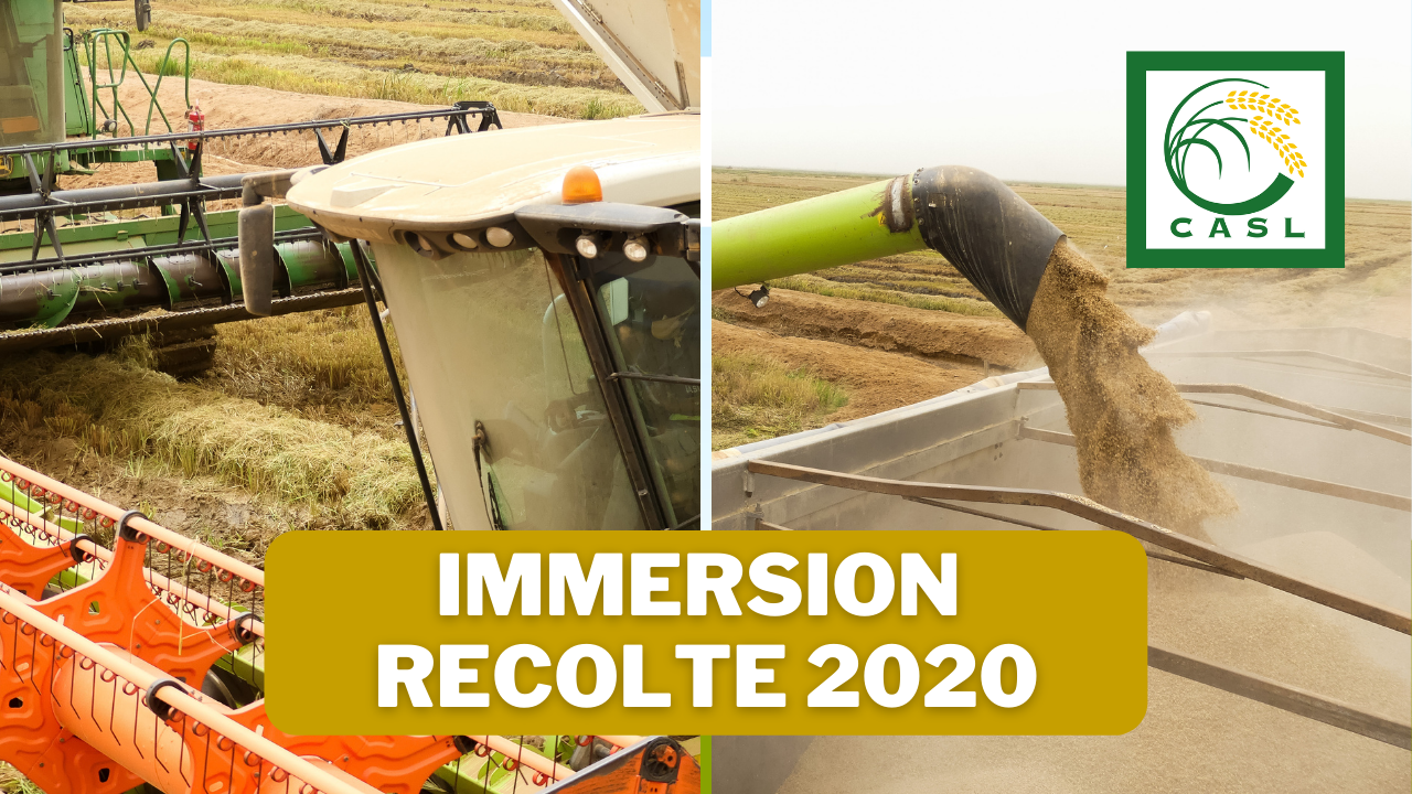 Immersion à la récolte 2020