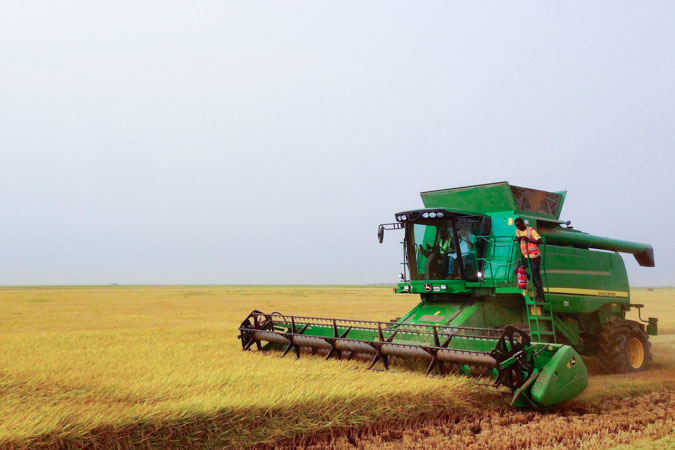 Le cap des 5 000 t de riz paddy récolté est dépassé.
 