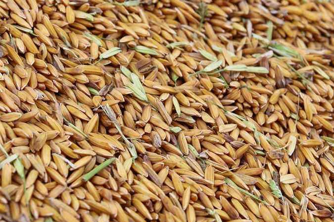 Le cap des 10 000 t de paddy récoltés est dépassé.
 